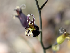 Caulanthus amplexicaulis