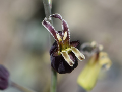 Caulanthus amplexicaulis
