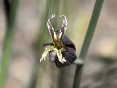 Caulanthus amplexicaulis