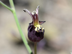 Caulanthus amplexicaulis