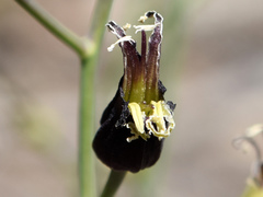 Caulanthus amplexicaulis