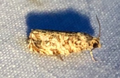 Phaecasiophora niveiguttana