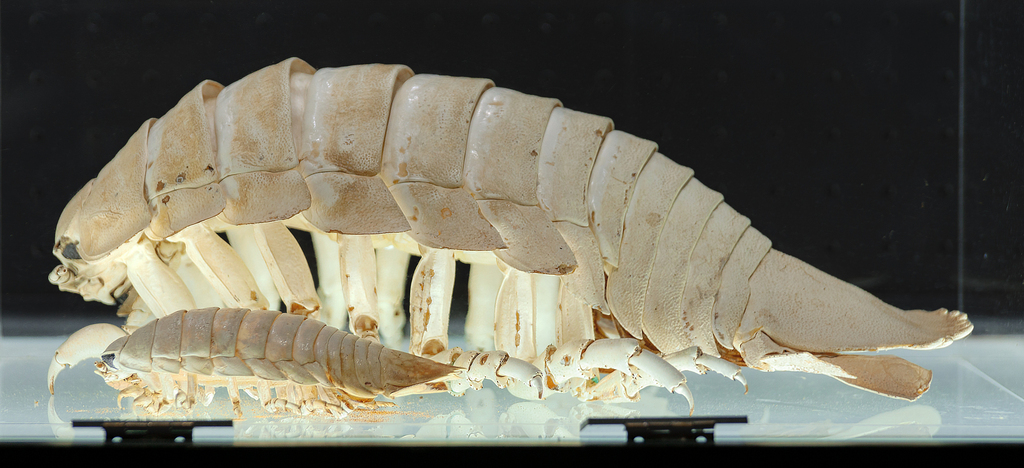 Titan Giant Isopod