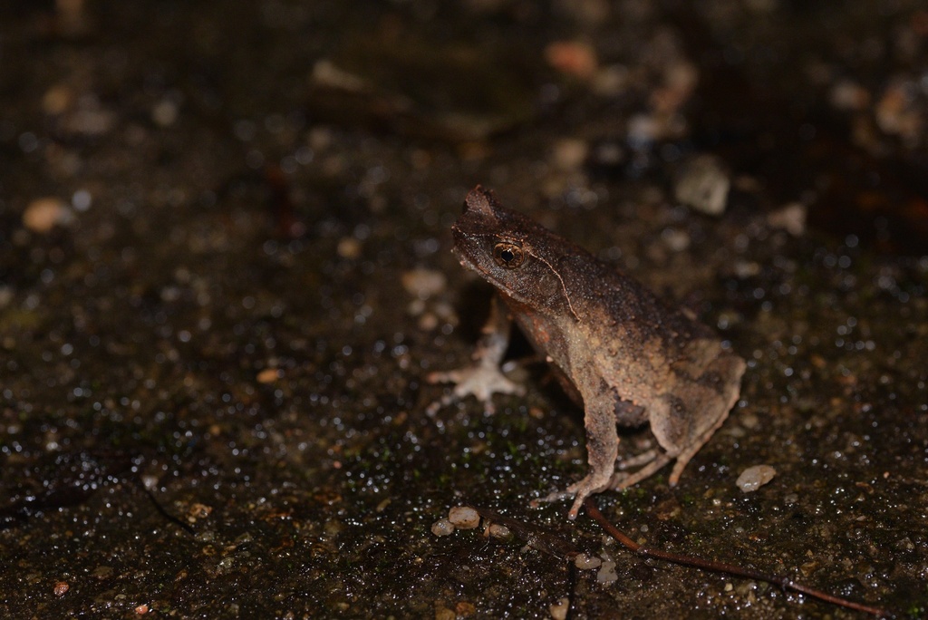 Mount Nankun Horned Toad