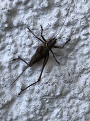 Antaxius spinibrachius