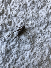 Antaxius spinibrachius