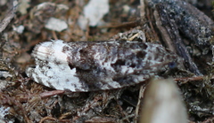Apotomis betuletana