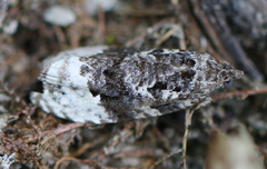 Apotomis betuletana