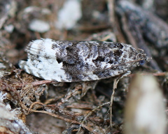 Apotomis betuletana