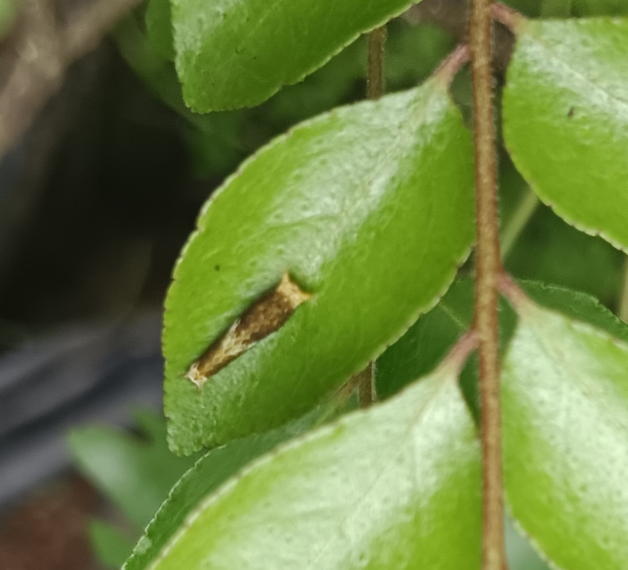 Common Mormon