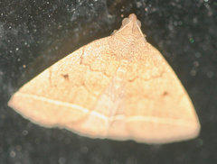Zanclognatha marcidilinea