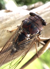 Megatibicen resonans