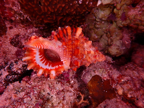 Tutufa rubeta observed 2025-04-14
