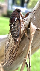 Megatibicen resonans