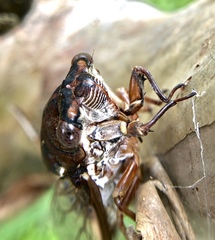 Megatibicen resonans