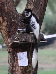 Colobus guereza matschiei