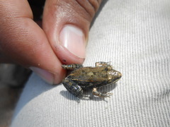 Leptodactylus fragilis