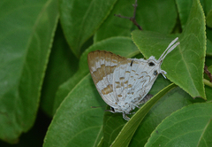 Bindahara moorei
