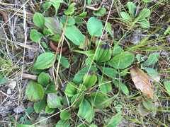Antennaria plantaginifolia