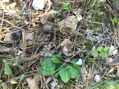 Antennaria plantaginifolia
