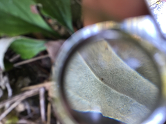 Antennaria plantaginifolia