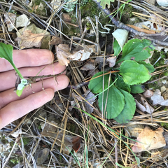 Antennaria plantaginifolia