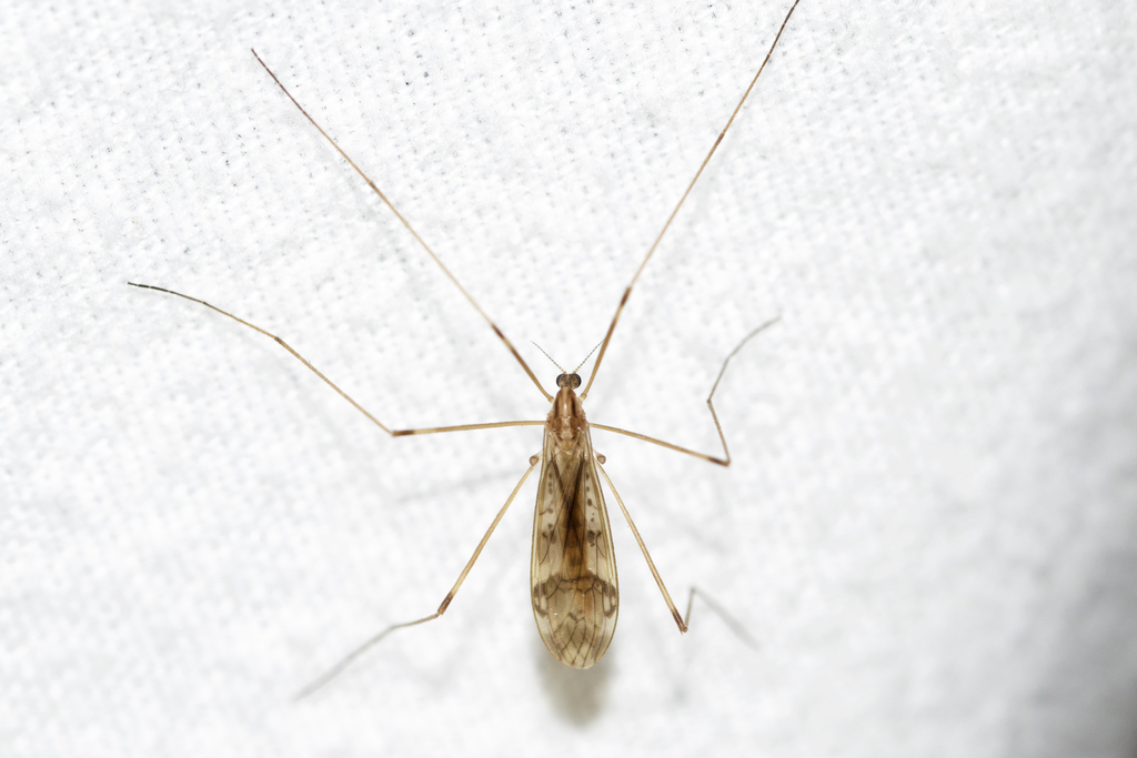 Metalimnobia solitaria