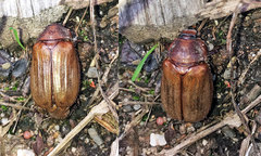 Amphimallon solstitiale