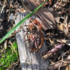 Amphimallon solstitiale