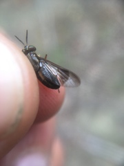 Chrysops univittatus