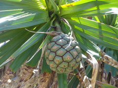 Pandanus heterocarpus