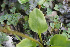 Primula frigida