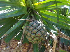 Pandanus heterocarpus