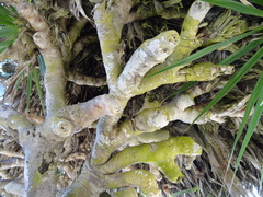 Pandanus heterocarpus