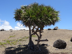 Pandanus heterocarpus