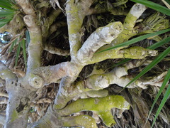 Pandanus heterocarpus