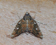 Amyna bullula