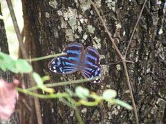 Myscelia ethusa ethusa