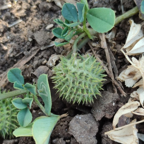 Medicago ciliaris iNat (2)
