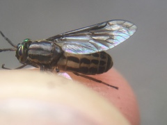 Chrysops aberrans