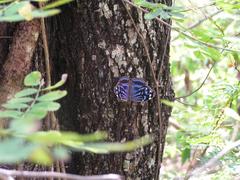 Myscelia ethusa ethusa