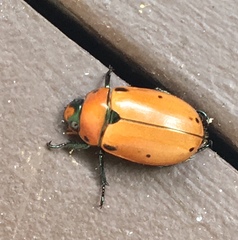 Pelidnota punctata
