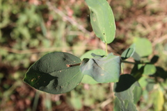 Ceanothus integerrimus