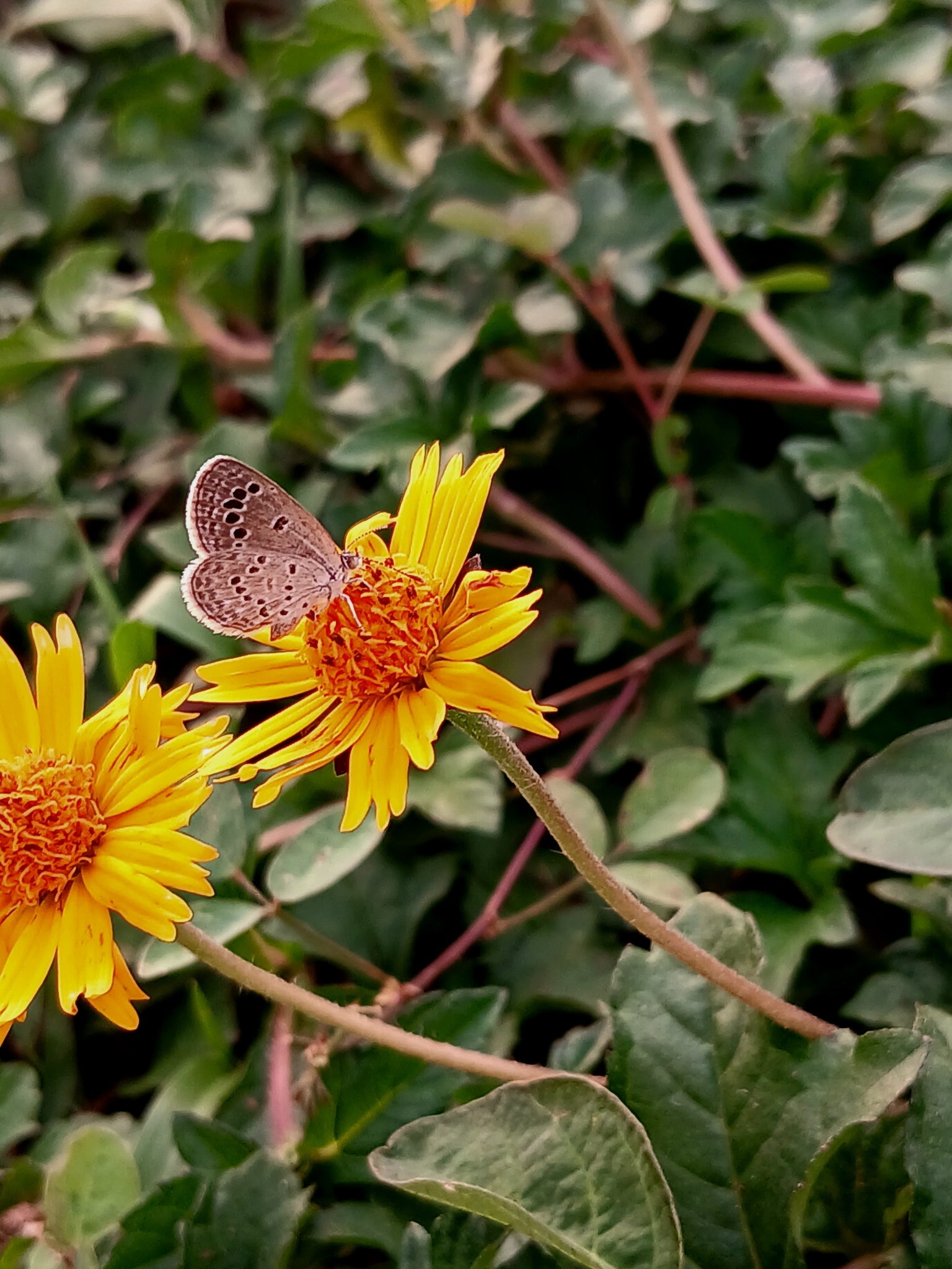 Lesser Grass Blue