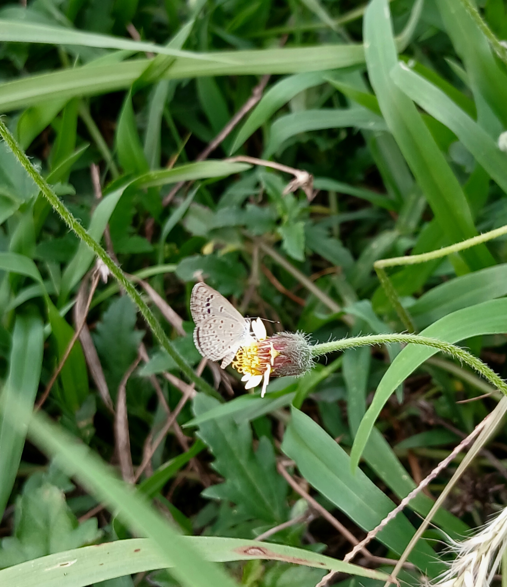 Lesser Grass Blue