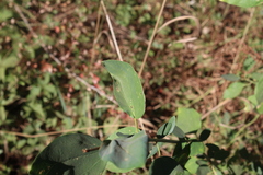 Ceanothus integerrimus