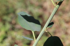 Ceanothus integerrimus
