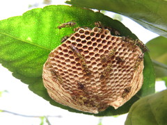 Protopolybia exigua