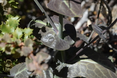 Caulanthus amplexicaulis