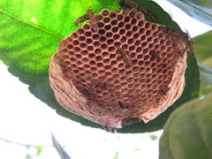 Protopolybia exigua